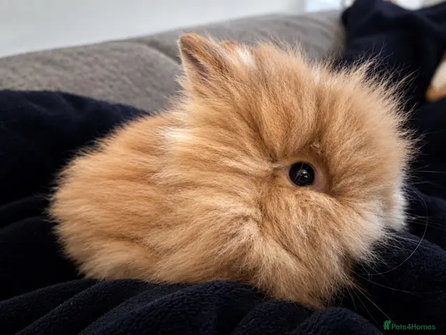 Lionhead rabbits 2 Female lion heads with everything you need - Advert 1