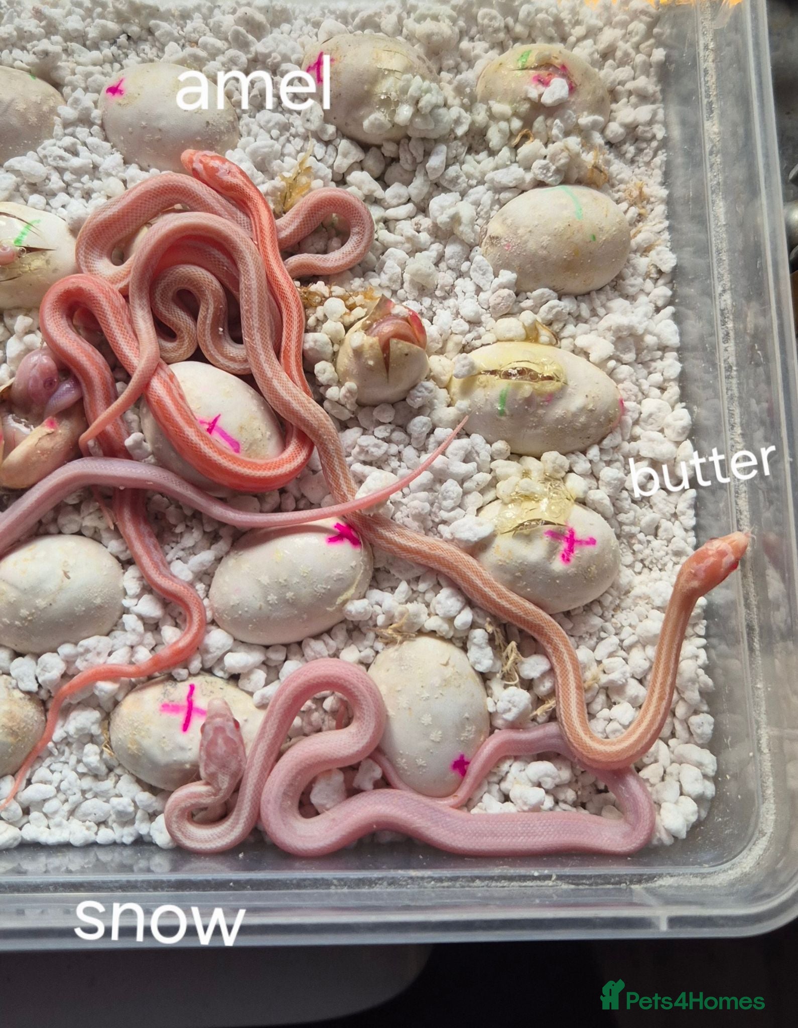 Corn Snake reptiles Baby corn snakes for sale ready from 6th September - Advert 1