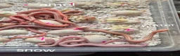 Corn Snake reptiles for sale: REDUCED PRICE Baby corn snakes ready now  - Advert 1