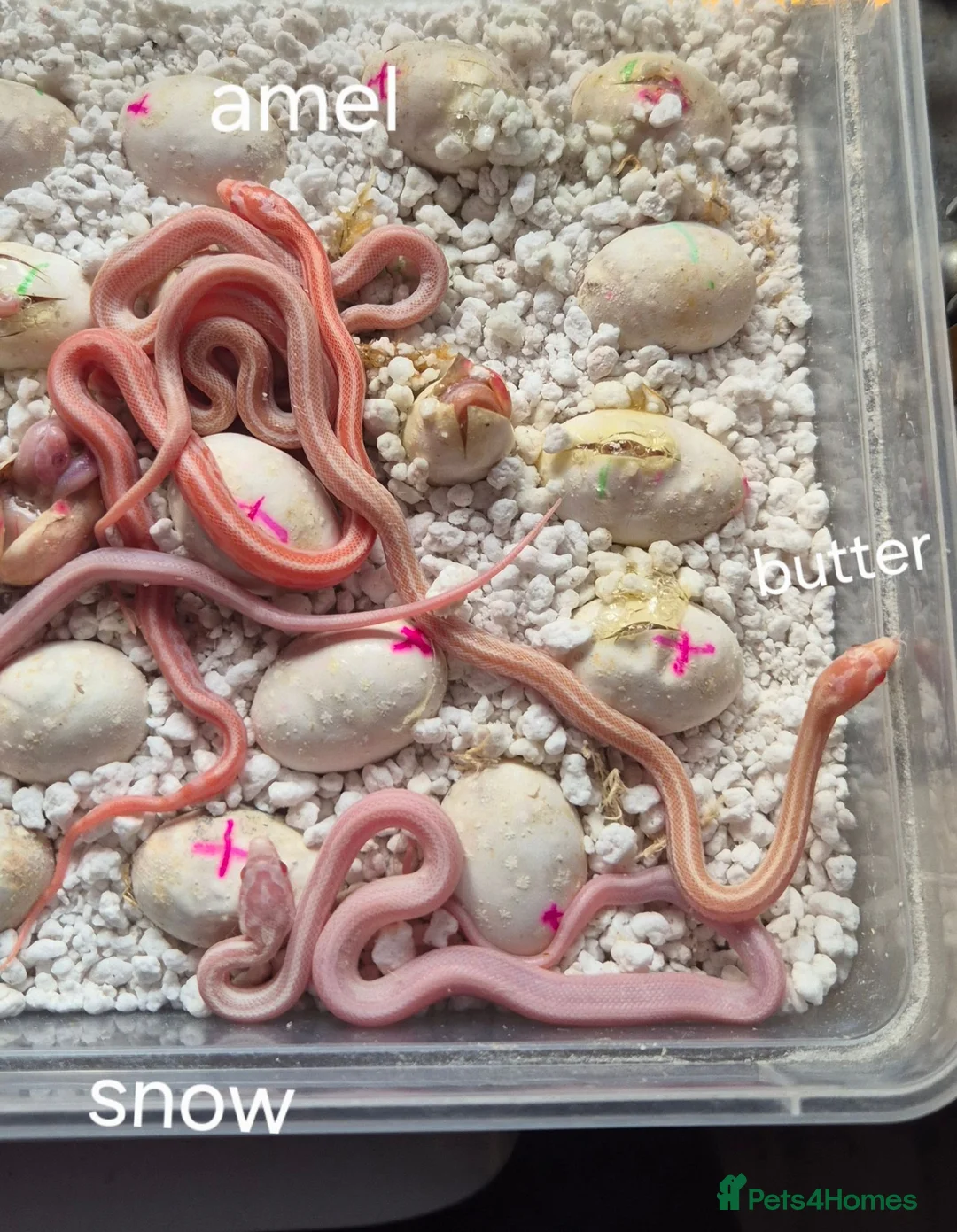 Corn Snake reptiles for sale: REDUCED PRICE Baby corn snakes ready now  - Advert 1