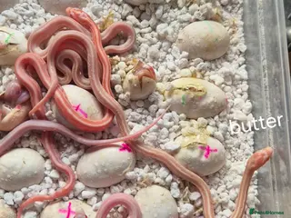 Corn Snake reptiles REDUCED PRICE Baby corn snakes - Advert 1
