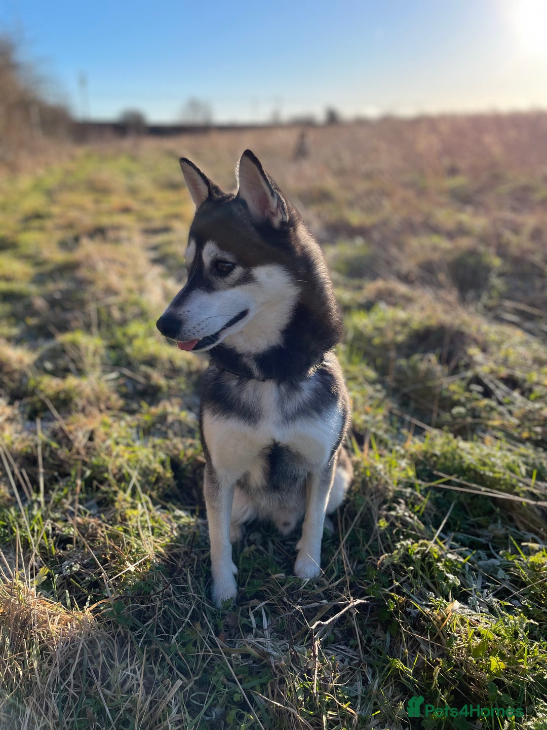 Pomsky dogs for stud: Beautiful F2 bi-eyed Pomsky for STUD  - Advert 5