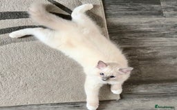 Ragdoll cats for sale: Ragdoll kitten boy, READY TO LEAVE in Bournemouth - Image 3