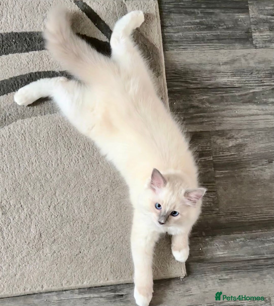 Ragdoll cats for sale: Ragdoll kitten boy, READY TO LEAVE in Bournemouth - Image 3