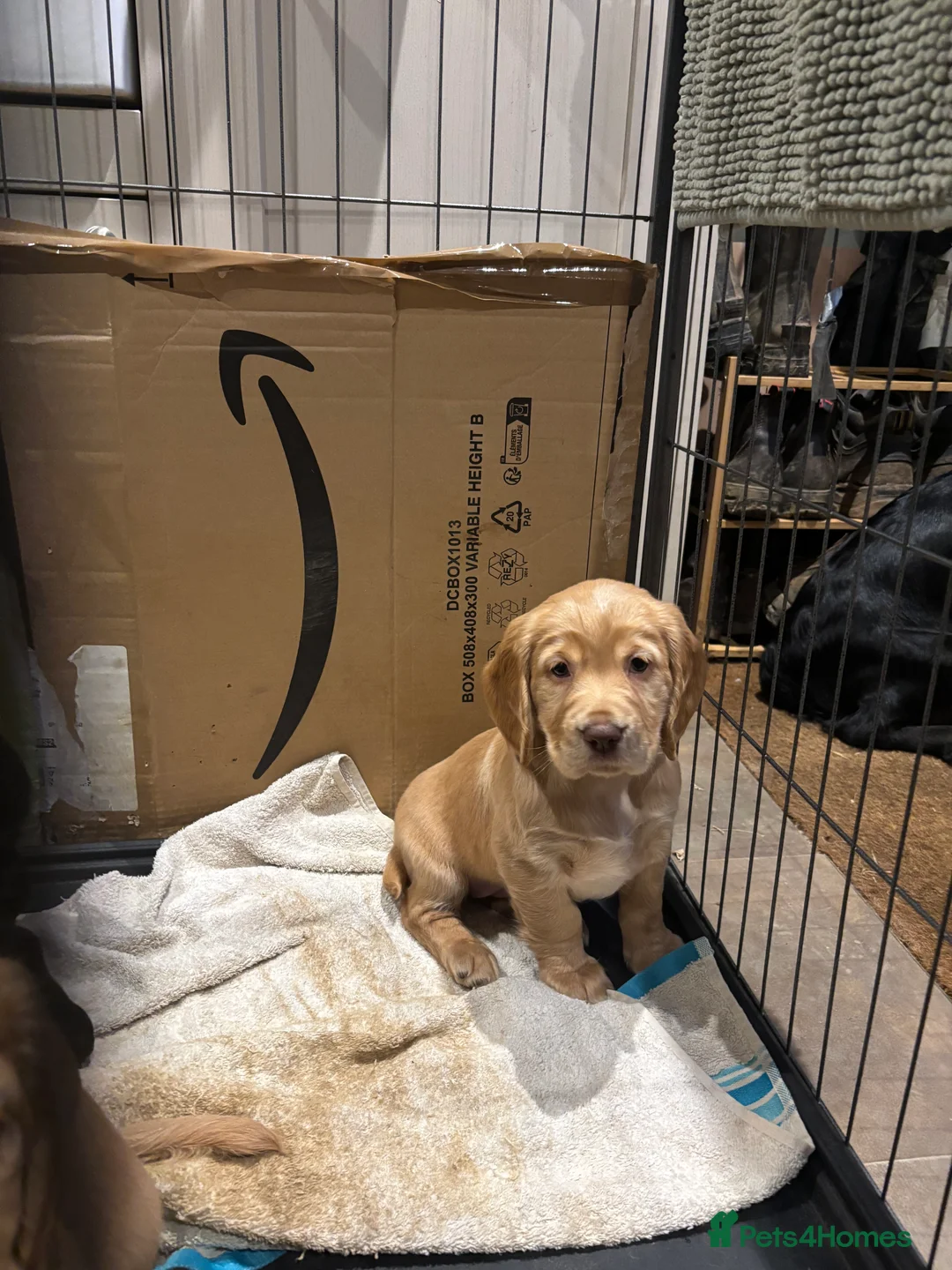 Cocker Spaniel dogs for sale: Working cocker spaniel pups - Advert 4