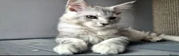 Maine Coon cats for sale: Maine Coon Kittens Looking for Loving Homes - Advert 2
