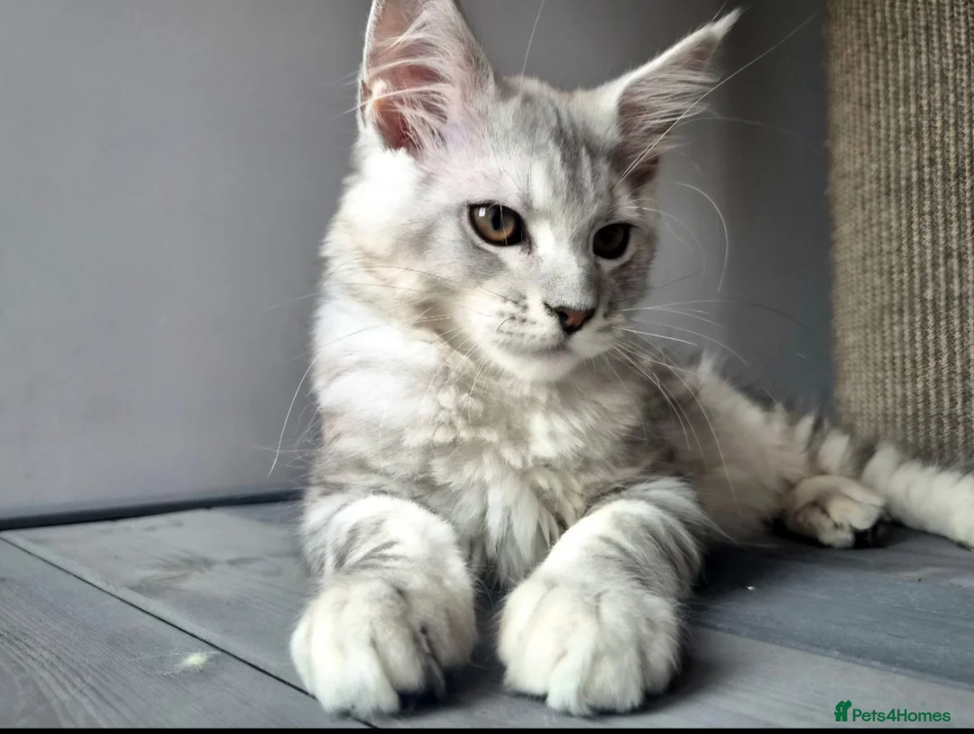 Maine Coon cats for sale: Maine Coon Kittens Looking for Loving Homes - Advert 2