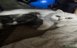 Mixed Breed cats for sale: Persian Chinchilla Cross kittens - Image 2