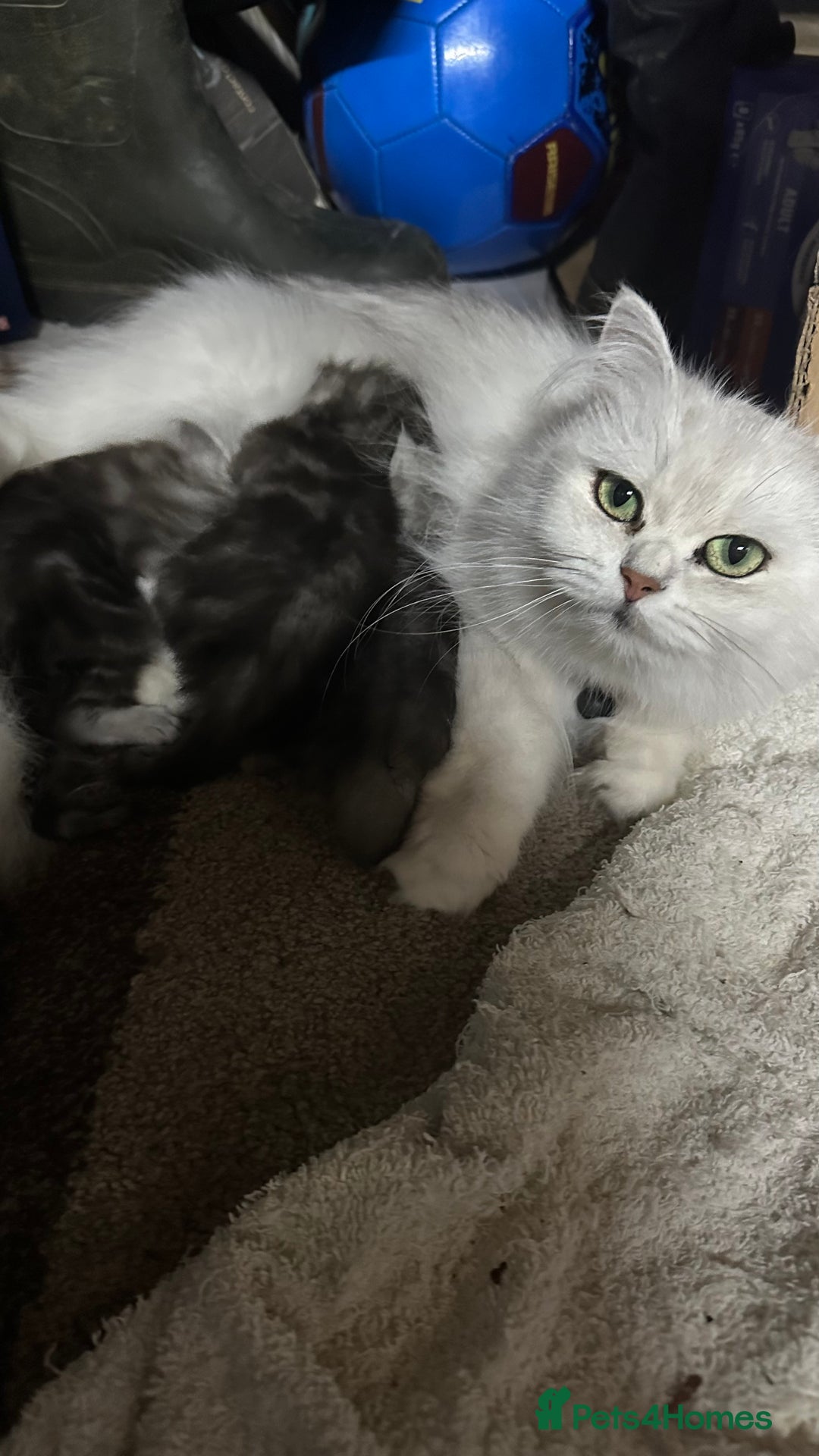 Mixed Breed cats for sale: Persian Chinchilla Cross kittens - Image 2