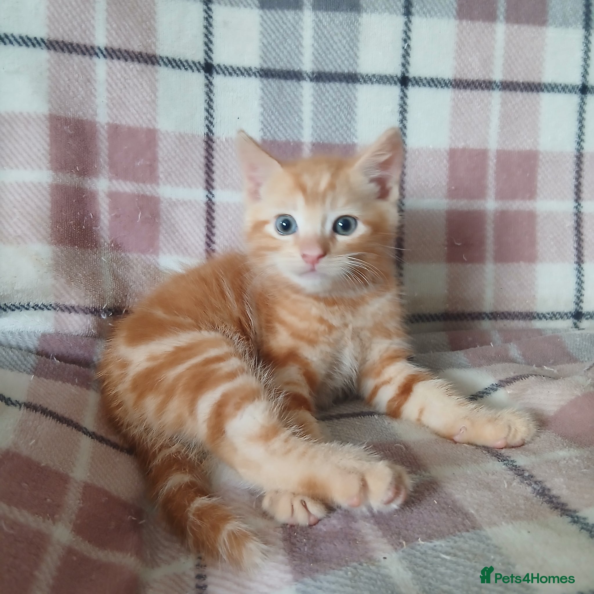 Mixed Breed cats for sale: Kittens ***READY NOW*** - Advert 1