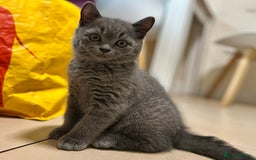 British Shorthair cats for sale: 5  BSH kittens - Image 3