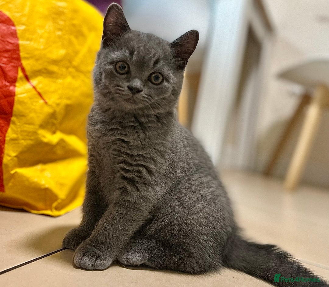 British Shorthair cats for sale: 5  BSH kittens - Image 3