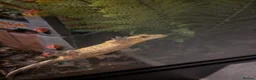 Gecko reptiles for sale: Female Crested Gecko & Setup - Advert 2