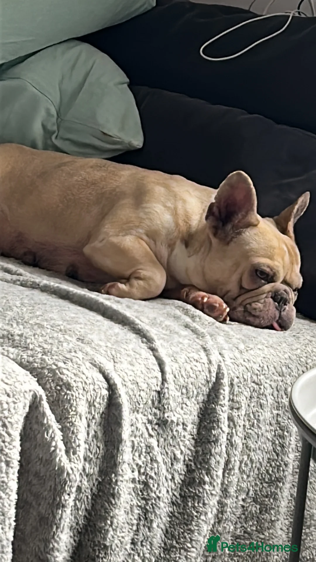 French Bulldog dogs for sale: daisy 6 1/2 yr old fem Frenchie - Advert 9