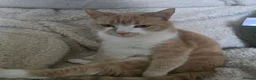 Mixed Breed cats for sale: 2 bonded cats for loving home - Advert 1