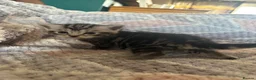 British Shorthair cats for sale: Silver Tabby BSH Cross Kittens - Advert 5