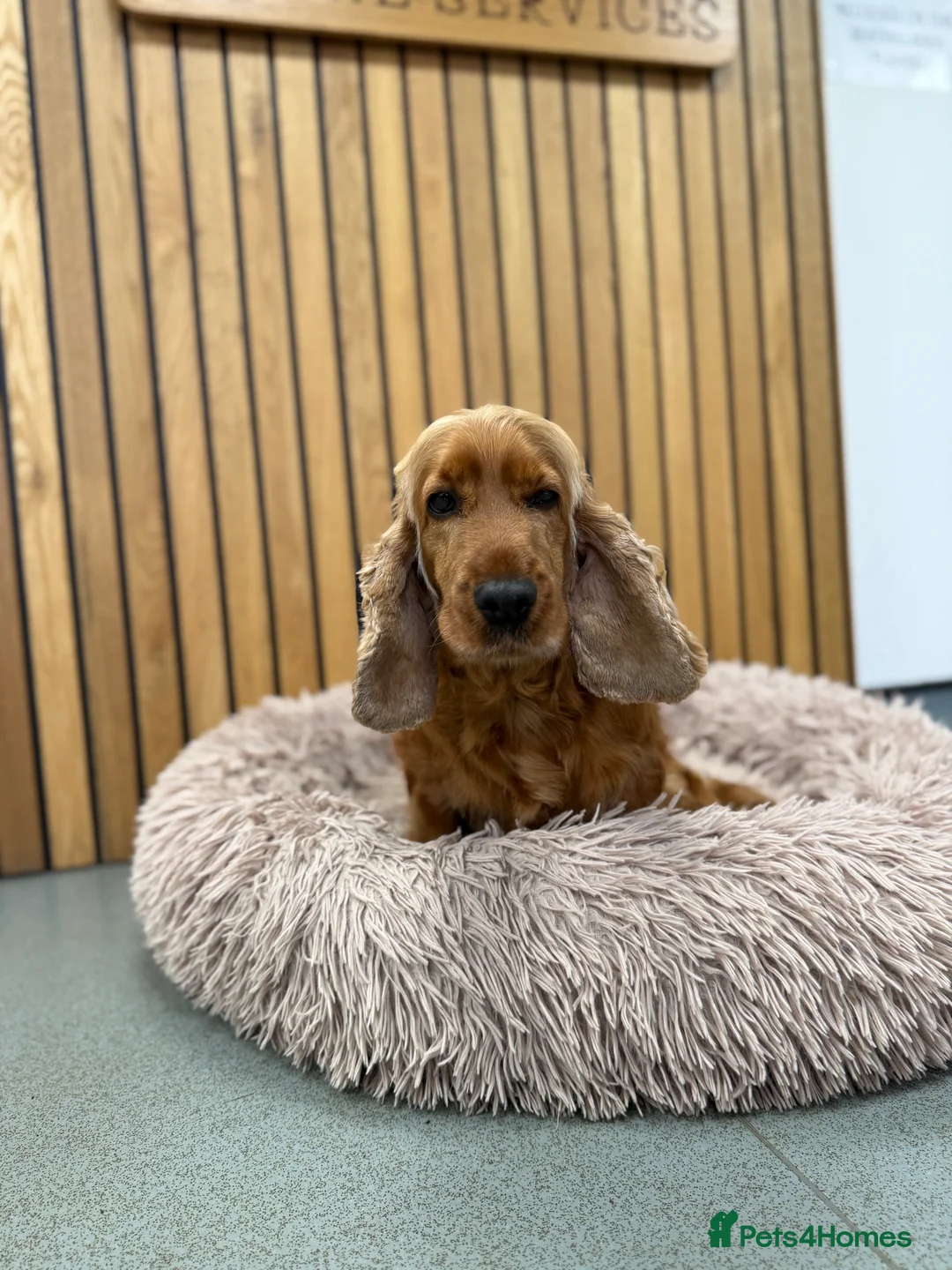 Cocker Spaniel dogs for sale: Adult female cocker spanie - Advert 1