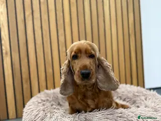 Cocker Spaniel dogs Adult female cocker spanie - Advert 14