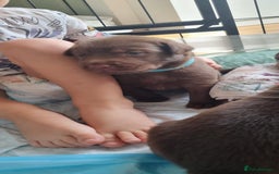 Labrador Retriever dogs for sale: Bundle of Chocolate Joy- Labrador Retrive Puppies - Image 19