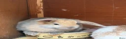 Mini Lop rabbits for sale: Beautiful coloured mini lops - Advert 6