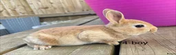 Rex rabbits for sale: 🐰 5 week old Pure bred mini Rex 🐰  - Advert 8