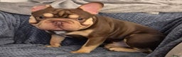 French Bulldog dogs for stud: ROJO AND TAN CARRYING PINK -Rare - Advert 3