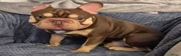 French Bulldog dogs for stud: ROJO AND TAN CARRYING PINK -Rare - Advert 3