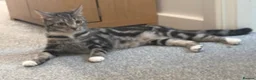 Mixed Breed cats for sale: Beautiful British Shorthair x Bengal kittens - Advert 20
