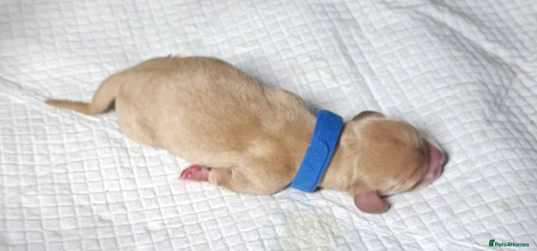 Miniature Dachshund dogs for sale: ⭐️⭐️⭐️⭐️⭐️ CREAM INTENSITY MINIDACHSHUND KCREG🐾❤️ - Advert 33