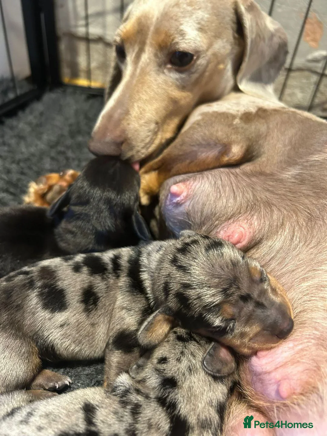 Dachshund dogs for sale: Beautiful Miniature Dachshund Puppies - Advert 12