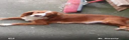 Cocker Spaniel dogs for sale: Cocker puppies in Bishop Auckland - Advert 1