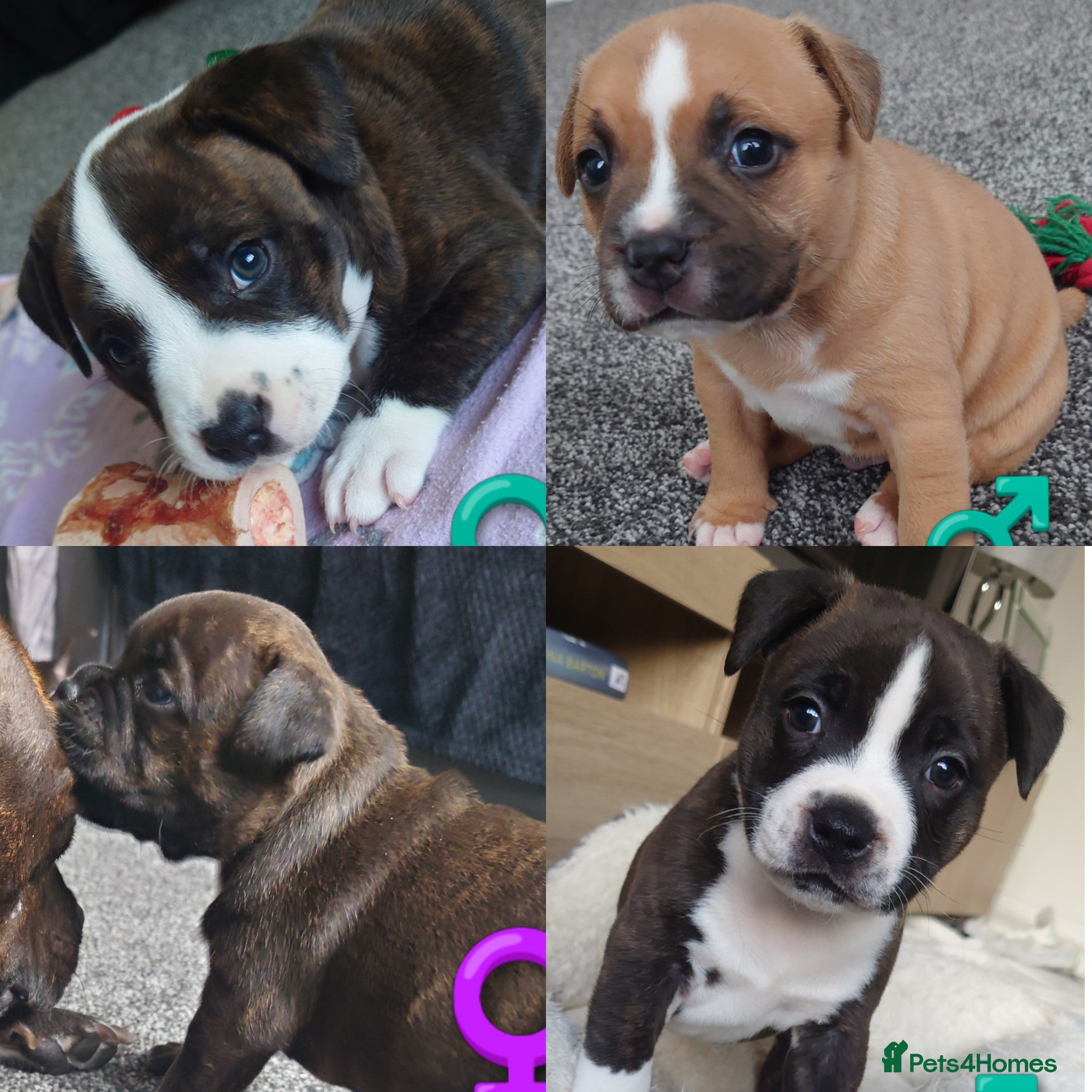 Staffordshire Bull Terrier dogs 6x full breed KC Staffordshire bull terrier pups - Advert 8