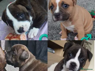 Staffordshire Bull Terrier dogs 6x full breed KC Staffordshire bull terrier pups - Advert 8