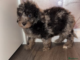 Miniature Poodle dogs - Advert 22