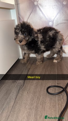 Miniature Poodle dogs - Advert 8