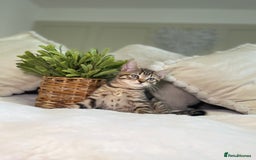 Mixed Breed cats for sale: 5 beautiful kittens 8 weeks old ready now  - Image 11
