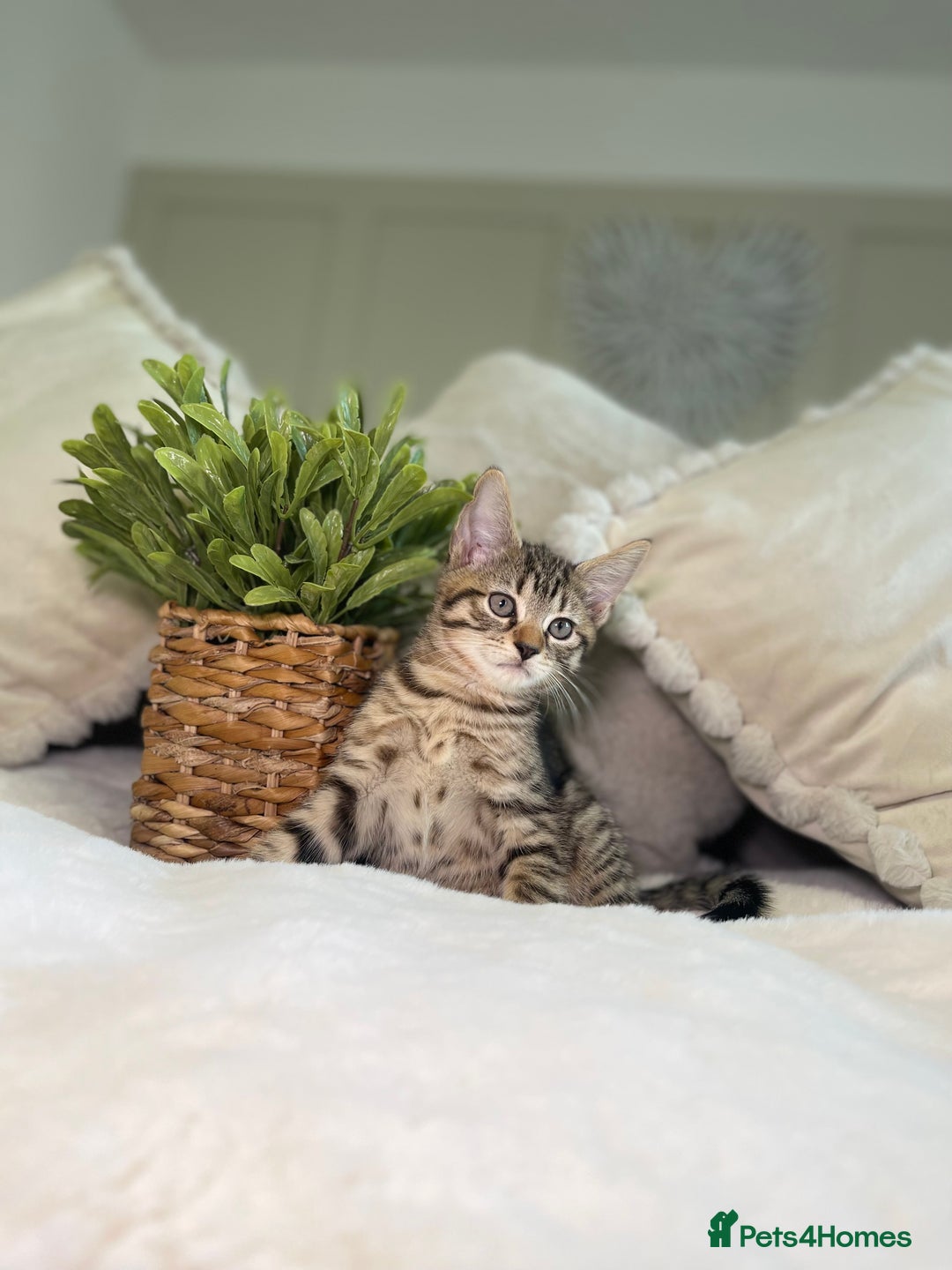 Mixed Breed cats for sale: 5 beautiful kittens 8 weeks old ready now  - Image 11