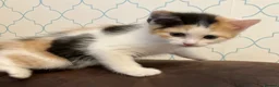 Mixed Breed cats for sale: Litter of 4 beautiful kittens  - Advert 8