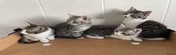 Mixed Breed cats for sale: Beautiful Tabby Kittens  - Advert 6