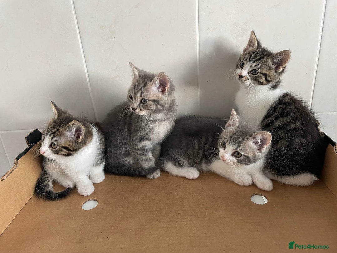Mixed Breed cats for sale: Beautiful Tabby Kittens  - Advert 6