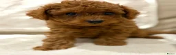 Cavapoo dogs for sale: Cavapoo puppies (Extensively health tested) F1b  - Advert 3