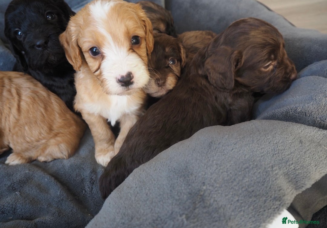 Cockapoo dogs for sale: Gorgeous cockerpoo  puppies for sale  - Image 2