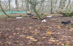 Chickens poultry for sale: Farm yard mix of laying hens and point of lay - Image 14