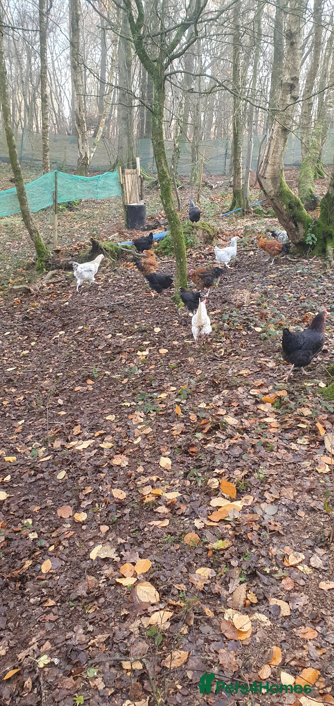 Chickens poultry for sale: Farm yard mix of laying hens and point of lay - Image 14