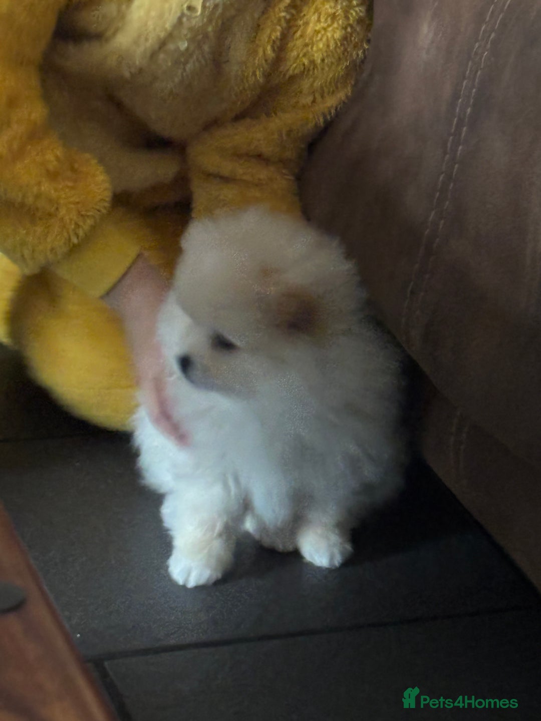 Pomeranian dogs for sale:  Pomeranians pups ready to go on 31st dec  - Advert 22