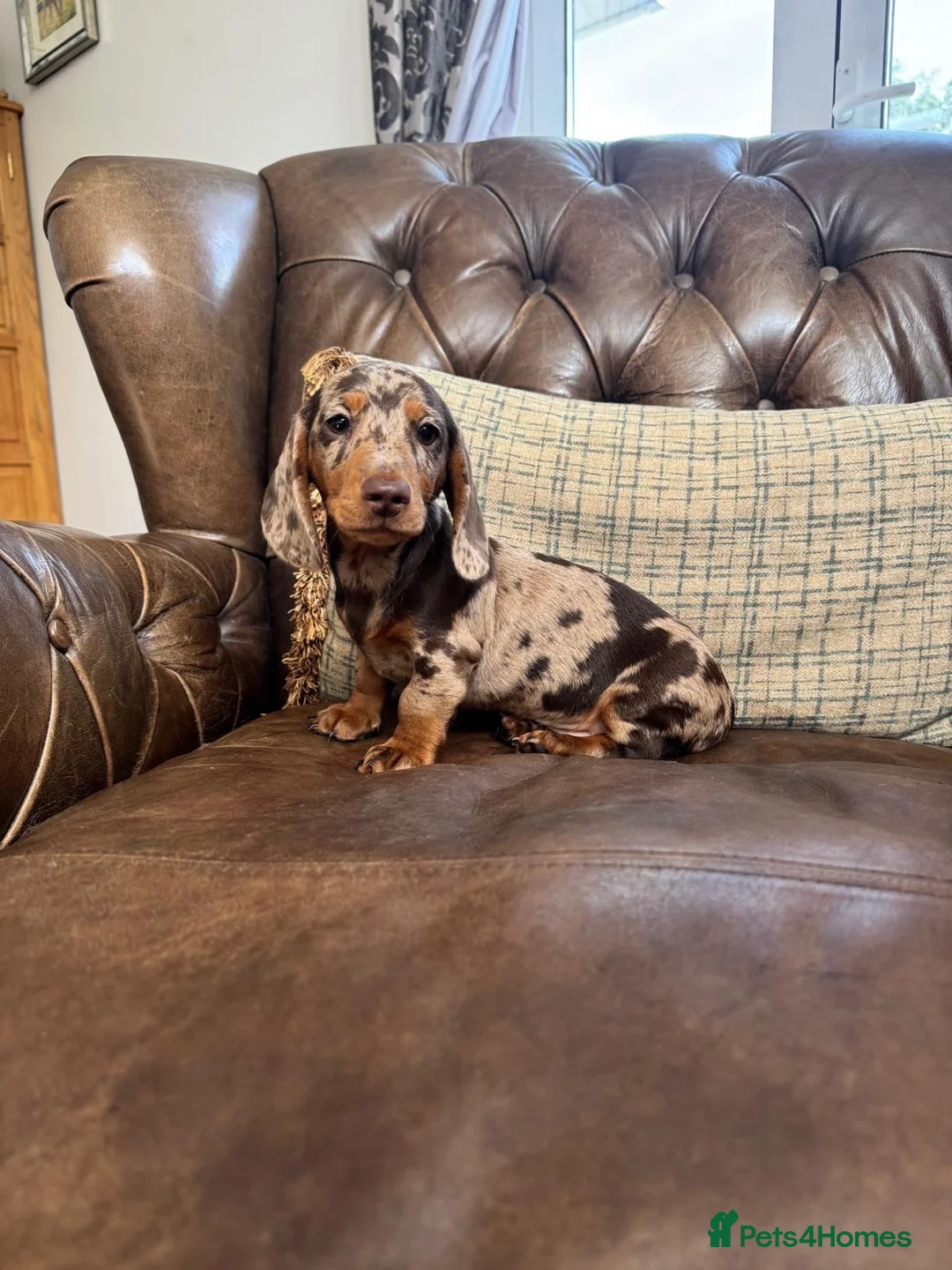 Miniature Dachshund dogs for sale: Miniature Dachshund Puppies  - Advert 2