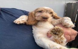 Cocker Spaniel dogs for sale: Fabulous Cocker Spaniel Pupies - Image 18