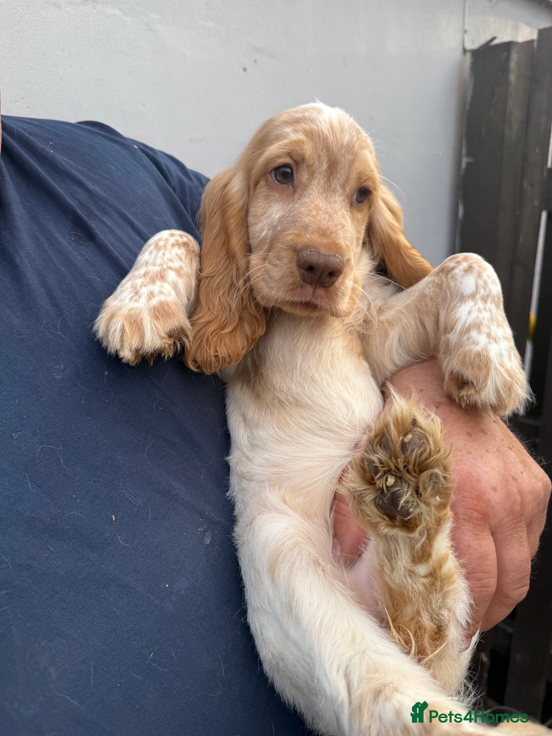 Cocker Spaniel dogs for sale: Fabulous Cocker Spaniel Pupies - Image 18