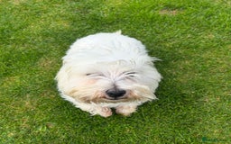 West Highland Terrier dogs for sale: Lovely west highland terrier  - Image 2
