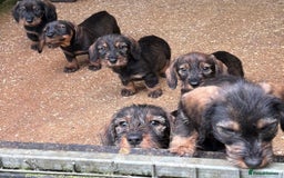 Dachshund dogs for sale: Ready now standard Wirehair dachshund (teckel)  - Image 1